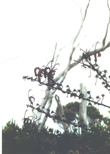 More floral pictures from the Alakai swamp